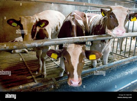 are cows on factory farms always kept inside